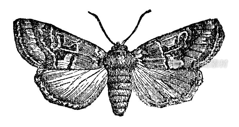 希伯来字蛾昆虫(正统蛾)- 19世纪